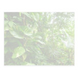 Giant Leaves Wash Out Jungle View Post Cards