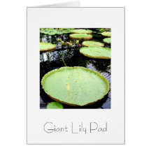 Giant Lily Pad Greeting Card Design