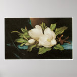 Giant Magnolias on a Blue velvet cloth, c.1890 Posters