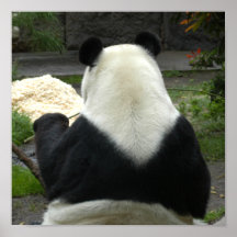 giant-panda3-10x10 poster
