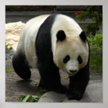giant-panda-10x10 print