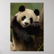 Giant panda Ailuropoda melanoleuca) Family: 4 Posters