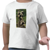 Giant panda babies Ailuropoda melanoleuca)