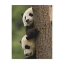 Giant panda babies Ailuropoda melanoleuca) 2