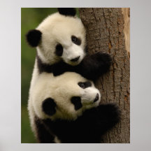 Giant panda babies (Ailuropoda melanoleuca) 2 Poster