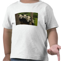 Giant panda babies Ailuropoda melanoleuca) 3