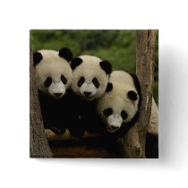 Giant panda babies Ailuropoda melanoleuca) 3