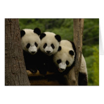 Giant panda babies Ailuropoda melanoleuca) 3