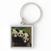 Giant panda babies Ailuropoda melanoleuca) 3