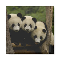 Giant panda babies Ailuropoda melanoleuca) 3