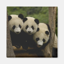 Giant panda babies Ailuropoda melanoleuca) 3 Refrigerator Magnet