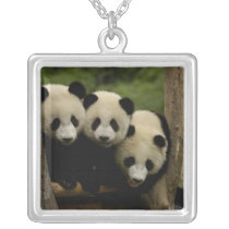 Giant panda babies Ailuropoda melanoleuca) 3