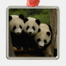 Giant panda babies Ailuropoda melanoleuca) 3 Christmas Ornaments
