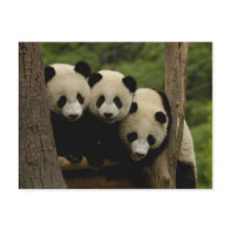 Giant panda babies Ailuropoda melanoleuca) 3