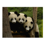 Giant panda babies Ailuropoda melanoleuca) 3 Post Cards