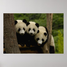 Giant panda babies Ailuropoda melanoleuca) 3 Posters