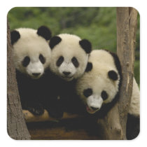 Giant panda babies Ailuropoda melanoleuca) 3