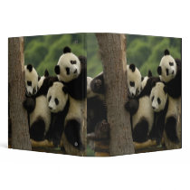 Giant panda babies Ailuropoda melanoleuca) 4