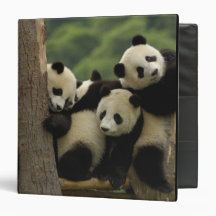 Giant panda babies Ailuropoda melanoleuca) 4 3 Ring Binders