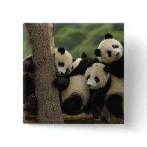 Giant panda babies Ailuropoda melanoleuca) 4