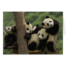 Giant panda babies Ailuropoda melanoleuca) 4 Card