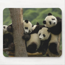 Giant panda babies Ailuropoda melanoleuca) 4 Mouse Pad