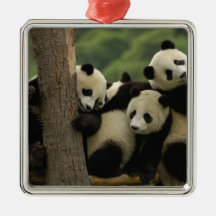 Giant panda babies Ailuropoda melanoleuca) 4 Christmas Ornament