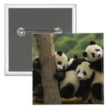 Giant panda babies Ailuropoda melanoleuca) 4 Pins