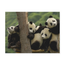 Giant panda babies Ailuropoda melanoleuca) 4