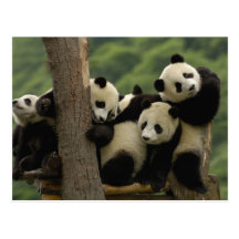 Giant panda babies Ailuropoda melanoleuca) 4 Post Card