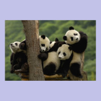 Giant panda babies Ailuropoda melanoleuca) 4 posters