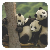 Giant panda babies Ailuropoda melanoleuca) 4