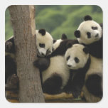 Giant panda babies Ailuropoda melanoleuca) 4 Sticker