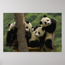 Giant panda babies Ailuropoda melanoleuca) 5 Posters