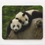 Giant panda babies Ailuropoda melanoleuca) 6 Mouse Pads