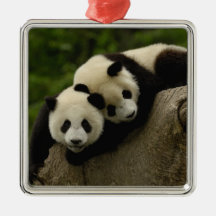 Giant panda babies Ailuropoda melanoleuca) 6 Ornament