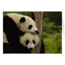 Giant panda babies Ailuropoda melanoleuca) 7