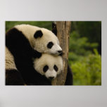 Giant panda babies Ailuropoda melanoleuca) 7
