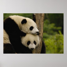 Giant panda babies Ailuropoda melanoleuca) 7 Print