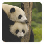 Giant panda babies Ailuropoda melanoleuca) 7