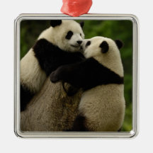 Giant panda babies (Ailuropoda melanoleuca) Christmas Ornament