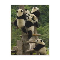 Giant panda babies Ailuropoda melanoleuca)