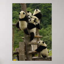 Giant panda babies Ailuropoda melanoleuca) Posters
