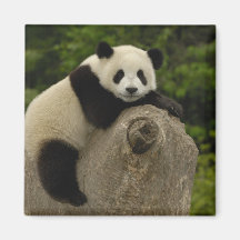 Giant panda baby Ailuropoda melanoleuca) 11 Refrigerator Magnet