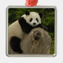 Giant panda baby Ailuropoda melanoleuca) 11 Ornaments