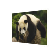 Giant panda baby (Ailuropoda melanoleuca) 4 Gallery Wrap Canvas