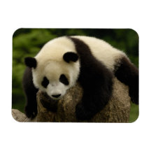 Giant panda baby (Ailuropoda melanoleuca) 4 Rectangle Magnet