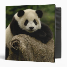 Giant panda baby Ailuropoda melanoleuca) 7 3 Ring Binder