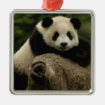 Giant panda baby Ailuropoda melanoleuca) 7 Ornament
