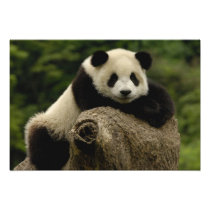 Giant panda baby Ailuropoda melanoleuca) 7